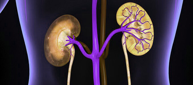 A computer generated image of two kidneys inside a translucent person.